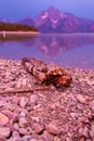 Driftwood on Jackson Lake Royalty Free Stock Photo