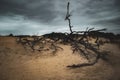 Driftwood in Kittyhawk Dunes, Outer Banks, North Carolina