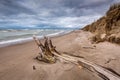 Driftwood on a Lake Huron Beach Under a Cloudy Sky