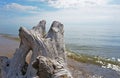 Lake Michigan behind driftwood close-up Royalty Free Stock Photo