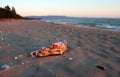 Driftwood on Lake Superior