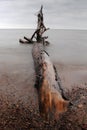 Driftwood in Lake Superior