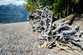 Driftwood lays on a calm beach in Glacier.