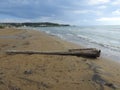 Driftwood lays on sandy beach. Royalty Free Stock Photo