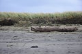 Driftwood log on beach