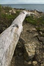 Driftwood log on a beach at the ocean in Connecticut. Royalty Free Stock Photo