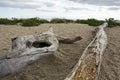 Driftwood log on a beach at the ocean in Connecticut. Royalty Free Stock Photo