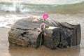 Pink rose on driftwood Royalty Free Stock Photo