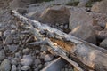 Driftwood log and boulders at sunset on the beach in Connecticut Royalty Free Stock Photo