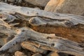 Driftwood log and boulders at sunset on the beach in Connecticut Royalty Free Stock Photo