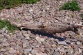 A driftwood log on the pebble beach at Blue Anchor in Somerset, England Royalty Free Stock Photo