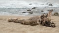 Driftwood log on sand at the beach with rocks and ocean in background Royalty Free Stock Photo