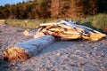 Driftwood and Log on Sandy Beach Royalty Free Stock Photo