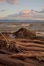 Driftwood logs along the stormy shore of Juan de Fuca Strait are warmed by the glow from the setting sun