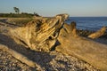 Driftwood logs on gravel beach, Hammonasset State Park, Madison, Royalty Free Stock Photo