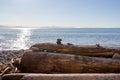 Driftwood logs and rocks on a beach on the coast of Vancouver Island