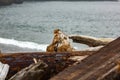 driftwood logs slong shoreline and blue waters