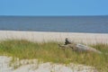 Driftwood on the Mississippi Gulf Coast. City of Long Beach, Gulf of Mexico, Florida USA