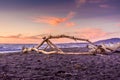 Driftwood on Moonstone Beach, Cambria, California Royalty Free Stock Photo