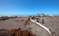 Driftwood washed ashore on Moonstone Beach in Cambria on the Central Coast of California USA Royalty Free Stock Photo