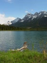 Driftwood in a mountain lake Royalty Free Stock Photo