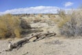 Driftwood near Desert Highway