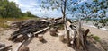 Driftwood pile at a beach at Presque Isle, Erie, Pennsylvania