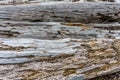 Driftwood Pile On Shore 4