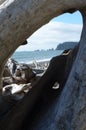 Driftwood Portal, Rialto Beach, near Lapush, Washington Royalty Free Stock Photo