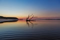 Driftwood reflections at sunrise, Australia. Royalty Free Stock Photo