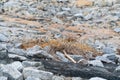 Driftwood in between rocks surrounded by dry bush Royalty Free Stock Photo