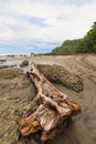 Driftwood on rocky beach Costa Rica Royalty Free Stock Photo