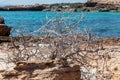 Driftwood on a rocky beach