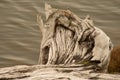 Driftwood on the rocky lakeshore