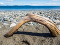 Driftwood on rocky ocean beach Royalty Free Stock Photo