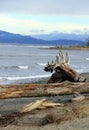 Driftwood root tangle Parksville Community Beach, Parksville, BC