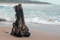 DRIFTWOOD ON THE SAND Royalty Free Stock Photo