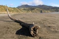 Driftwood on the sand at Raglan Beach, Waikato, New Zealand, on a sunny day.