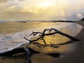 Driftwood on sandy beach with evening rainbow on background