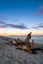 Driftwood on a sandy beach with turquoise ocean water and a colorful sunset sky Royalty Free Stock Photo