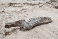 Driftwood with sandy beach Royalty Free Stock Photo