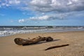 Driftwood on a sea beach at sunset Royalty Free Stock Photo