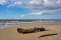 Driftwood on a sea beach at sunset. Royalty Free Stock Photo