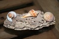 Driftwood and sea shell still life Royalty Free Stock Photo