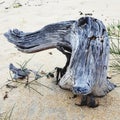 Driftwood at seashore