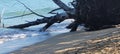 Driftwood on the Shore! Beachcombing!