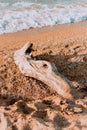 driftwood on the shore of a sandy beach. Photo in pastel colors.Close-up of the fin. A white drifting stump on the shore Royalty Free Stock Photo