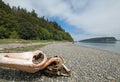 Driftwood on the shore of Shine Tidelands State Park on Bywater Bay near Port Ludlow in the Puget Sound in Washington State