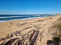 Driftwood on Stockton Beach New South Wales, Australia, with waves visible on the seashore