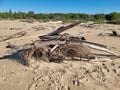 Driftwood on Stockton Beach New South Wales, Australia, with waves visible on the seashore